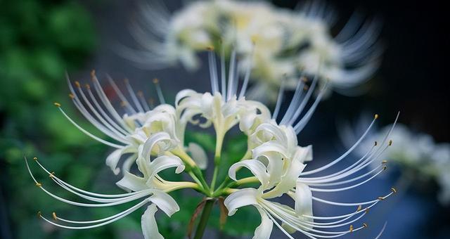 花开如歌，永不再见（探寻永恒的花语之谜）