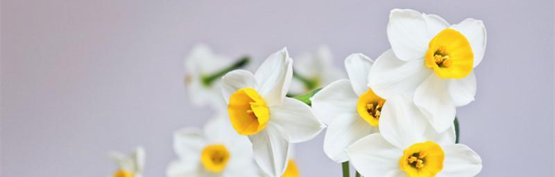 以百合花为主题的自爱自尊之花语（以自爱自尊为主题的百合花语传递力量与美好）