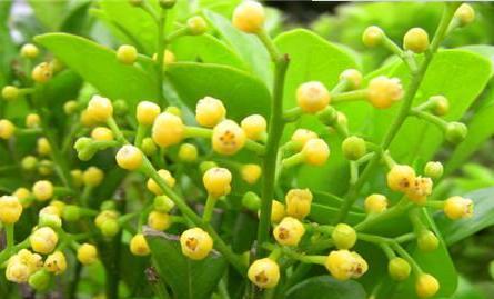 自律的花语——康乃馨（自律之花｜康乃馨花语）