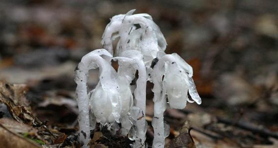 水晶草的花语（以水晶草为主题）