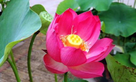 以碗莲的花语和寓意（探寻碗莲的文化内涵和象征意义）