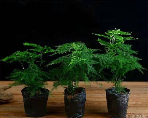 文竹的象征意义与寓意（以文竹见人生——文竹象征的生活智慧）