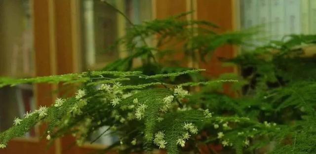 文竹开花时间及寓意解读（探秘文竹开花的奥秘与花语）