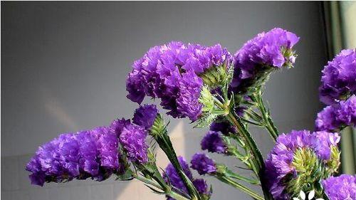 勿忘我花（一朵迷人的小花）