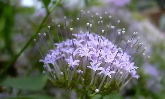 坚韧不拔的铁线花（探寻铁线花的花语和意义）