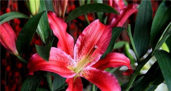 你是我的唯一——探寻“百合花”的花语（一朵花）