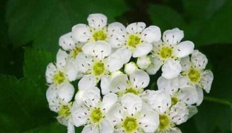 平安归来——探寻平安菊的花语（一朵花）