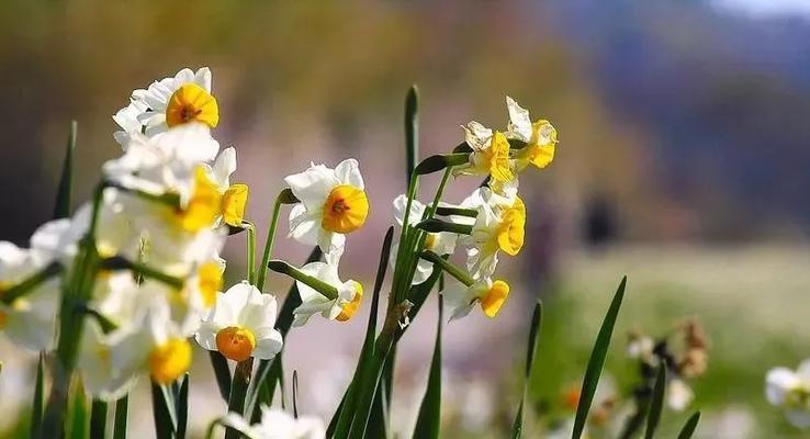 平凡之美（用一朵平凡的花传达真挚情感——解析《菊花》的花语）