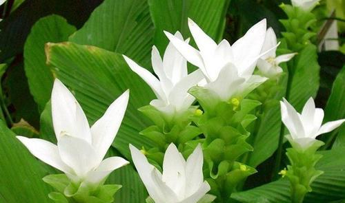 奇迹的花语——向日葵（阳光）