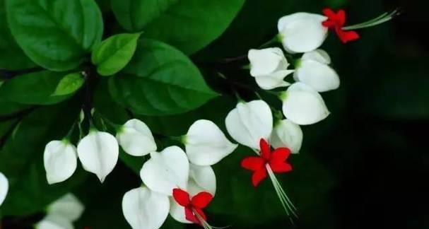 囚禁的花语——向日葵（解读向日葵的花语及寓意）