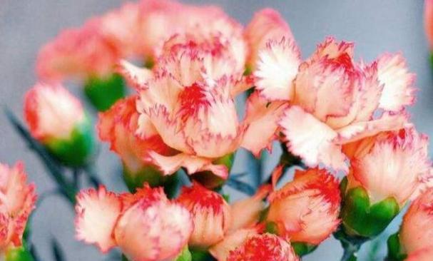 未来之花（探索花语）