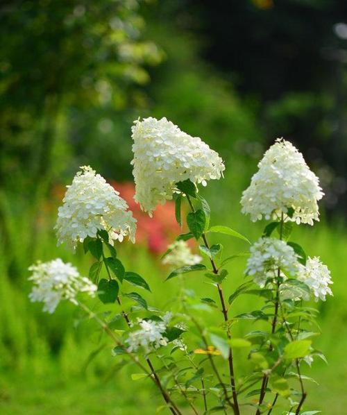 思念的花——紫罗兰花语剖析（探究紫罗兰花语）