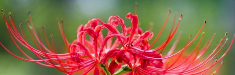 无情花的花语（探究花的语言中无情的象征）