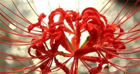 探究“菊花”的花语及其对人生的启示（探究“菊花”的花语及其对人生的启示）