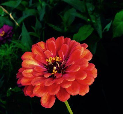 永恒友谊之花——郁金香花语（探寻郁金香花语的深层含义）