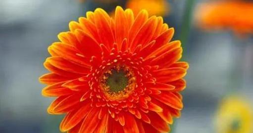 永恒的爱情——以红玫瑰为主题的花语（用花语传递永远不变的情感）