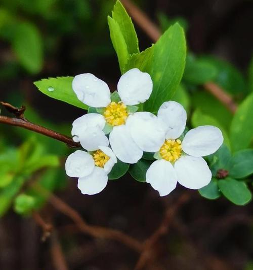 遇见之花——迎接新生命的桃花（桃花花语）