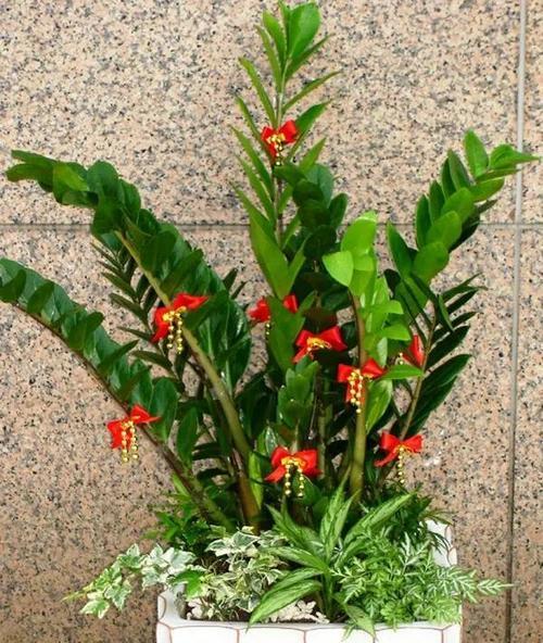 花招财，旺宅养——如何利用植物打造旺财旺宅的秘诀（从居家摆设到风水布局）