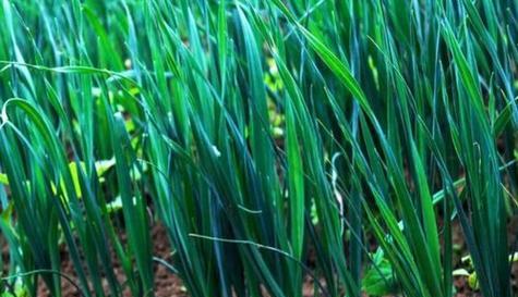 韭菜品种及特点详解（探讨各品种韭菜的食用价值和养殖方法）