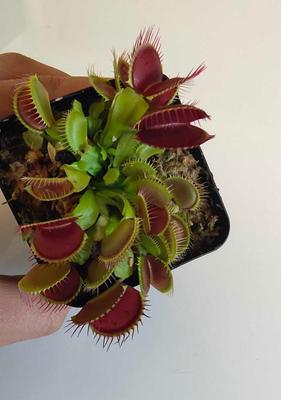 探秘食虫植物的神奇世界（从诞生、形态、功能、种类到保养）