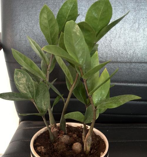 食根植物大全（探秘食根植物的种类和养护技巧）