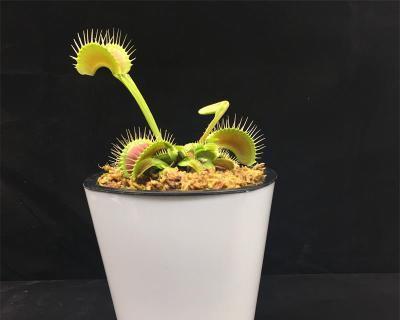 食蚊草的养殖方法（如何在家中养殖食蚊草）