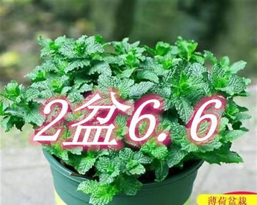 探秘食用叶的植物（发现植物界的“绿宝石”）