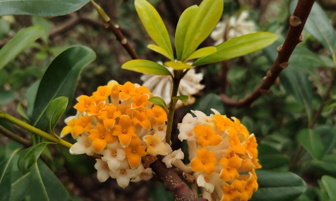 以结香的花语与传说（神秘花香中蕴含的爱情与祝福）