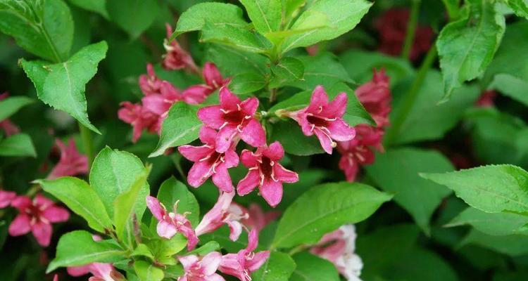 锦带花花语（探秘锦带花语的深刻内涵和神奇力量）