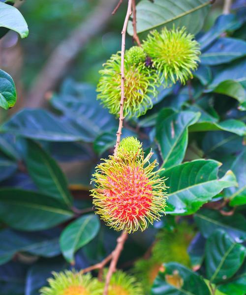红毛丹成熟季节（了解红毛丹的成熟时间和鲜美风味）