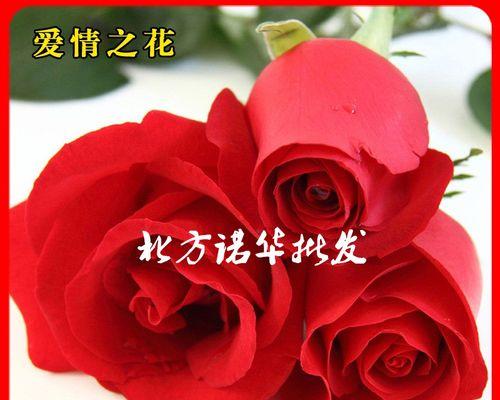 如何种植红玫瑰种子（红玫瑰种子种植技巧与注意事项）