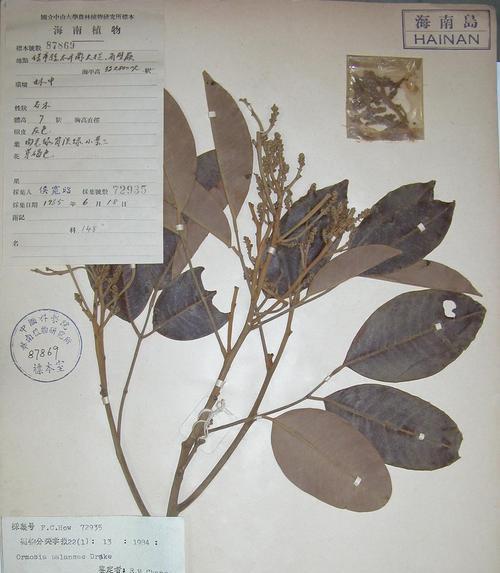 红眉豆种植技巧详解（合适的月份）
