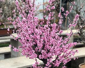 红梅花的养殖方法与注意事项（春节佳节赏花必备）