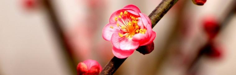 揭秘松红梅花的盛放时节（深入了解松红梅花的花期和花语）