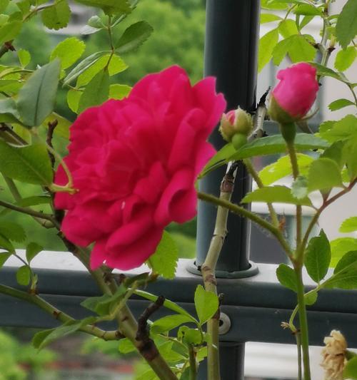 红木香花的开花周期（了解红木香花一年几次开花）