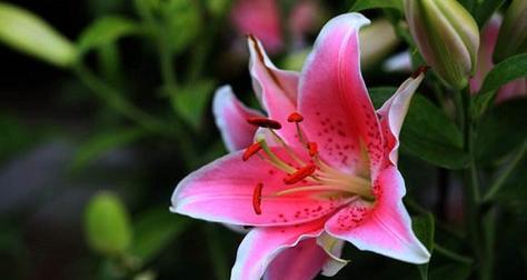 红色百合花的花语与寓意（揭开红色百合花背后的美好含义）