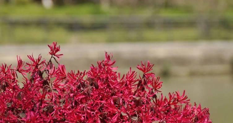 红色丁香花的花语（探寻红色丁香花所代表的深刻寓意）