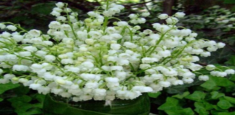 铃兰花语（探寻铃兰的花语）