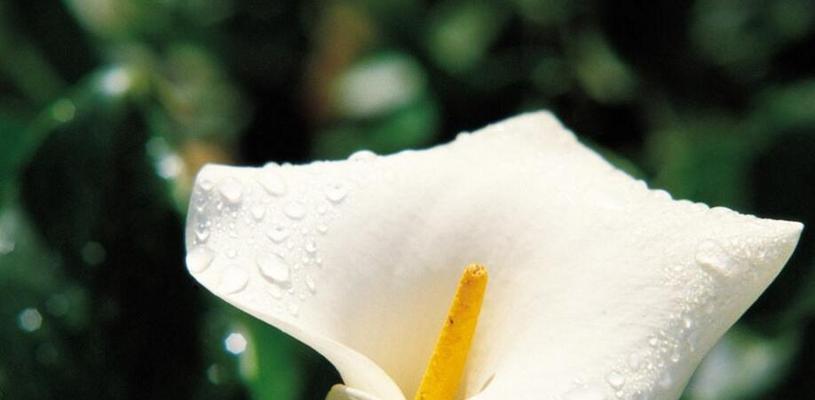 白色马蹄莲的花语——纯洁与无畏（展现高尚品质的白色马蹄莲）