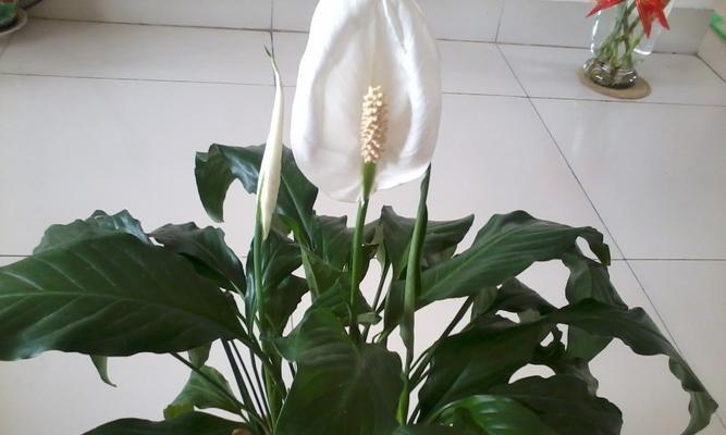 一帆风顺，花开富贵（揭秘开花时间）