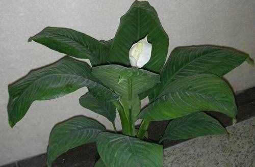 一帆风顺花喜阳还是喜阴（探究不同花卉对光照的喜好与生长效果）