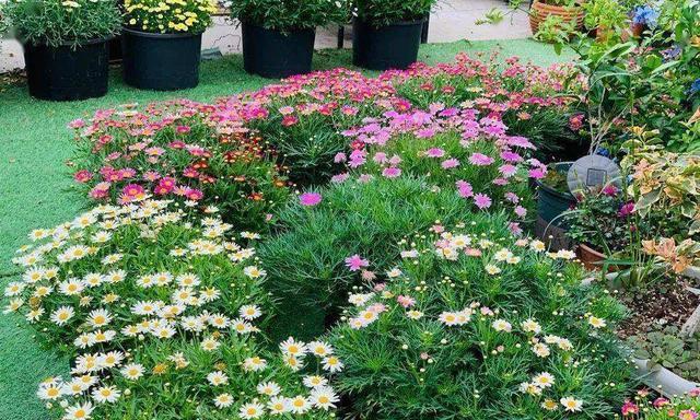 一年四季常开花的花卉——美丽花海无处不在
