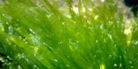 解析衣藻——低等植物还是高级生命体（探究衣藻的分类和特征）