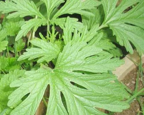 益母草是多年生的草本植物（了解益母草的生长特点与保健功效）