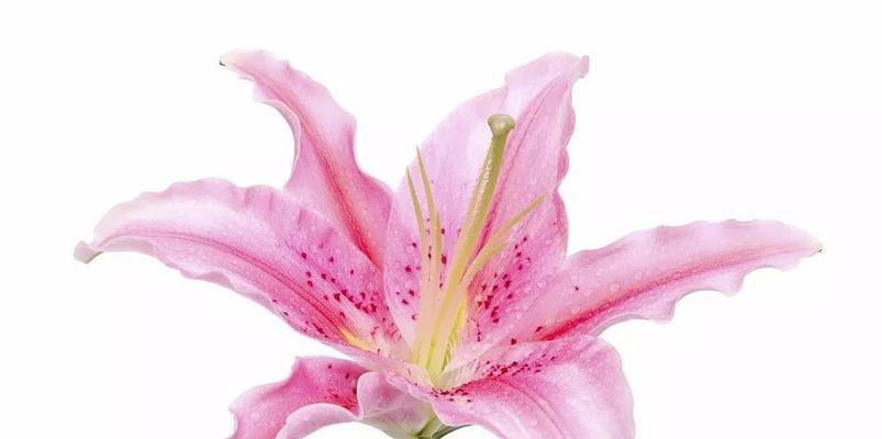 亚马逊百合花语的奥秘（探索百合花象征的深层含义）