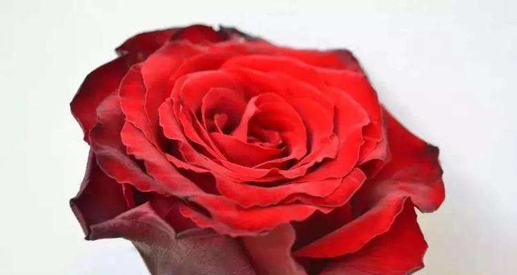 花开花谢，寄托爱与美——影星玫瑰花语（走进明星玫瑰花园）
