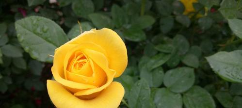 月季花的含义及象征意义（探寻月季花的美丽和深意）