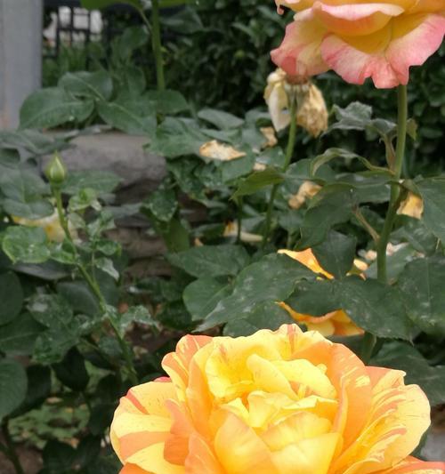 花开花落间，绽放心灵之美——月季花莲花花语（传递爱与美）