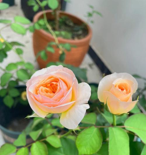 月季切花的魅力与养护（打造绚丽花束）