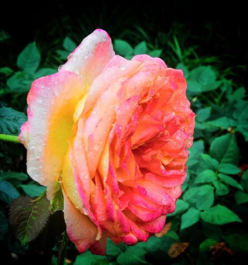 月季花的特性与花语（探索月季花的奇妙之旅）